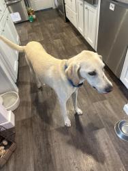 Found/Stray Male Dog last seen Clark ln Powell tn, Anderson County, TN 37849