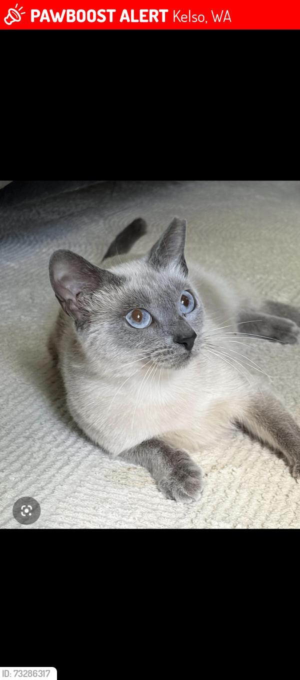 Lost Female Cat last seen Sparks drive, Kelso, WA 98626