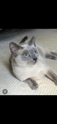 Lost Female Cat last seen Sparks drive, Kelso, WA 98626