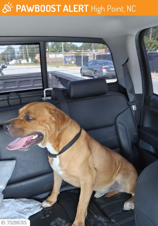 Found/Stray Male Dog last seen Millis and west point area, High Point, NC 27260