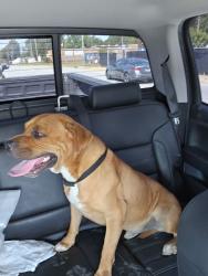 Found/Stray Male Dog last seen Millis and west point area, High Point, NC 27260