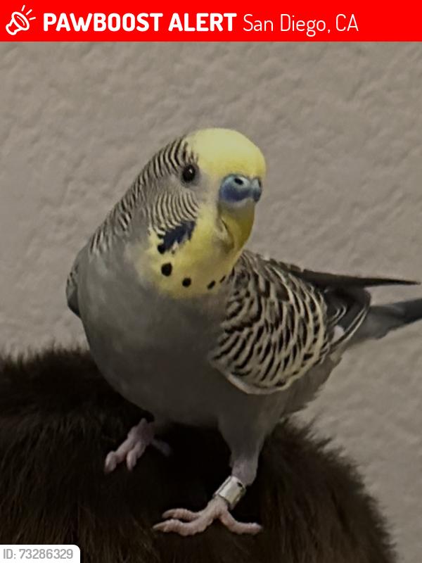 Lost Unknown Bird last seen Caminito Tomas, Bernardo heights, San Diego, CA 92128