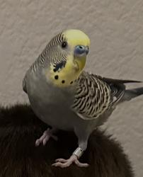 Lost Unknown Bird last seen Caminito Tomas, Bernardo heights, San Diego, CA 92128