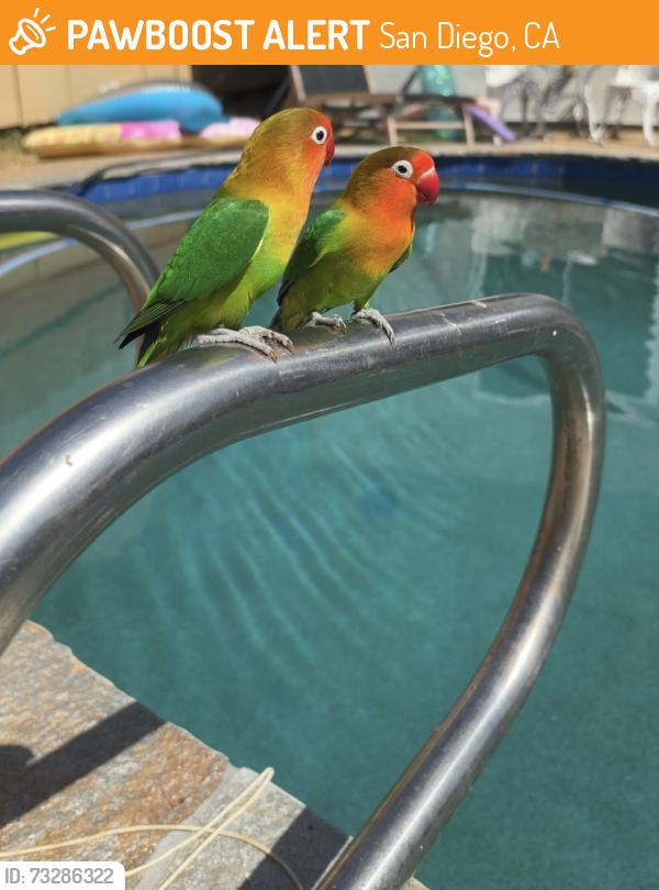 Found/Stray Unknown Bird last seen Three Seasons, San Diego, CA 92126
