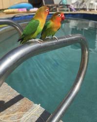 Found/Stray Unknown Bird last seen Three Seasons, San Diego, CA 92126
