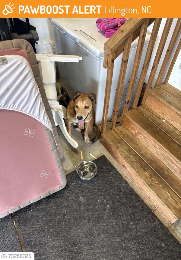 Found/Stray Male Dog last seen N Main Street 210, Lillington, NC 27546