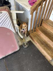 Found/Stray Male Dog last seen N Main Street 210, Lillington, NC 27546
