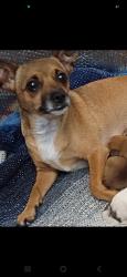 Lost Female Dog last seen Bethel island road, ca, Bethel Island, CA 94511