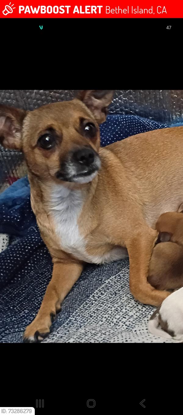 Lost Female Dog last seen Bethel island road, ca, Bethel Island, CA 94511