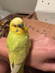 Found/Stray Unknown Bird last seen Douglas street, Bloomfield, CT 06002