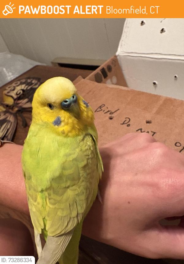 Found/Stray Unknown Bird last seen Douglas street, Bloomfield, CT 06002