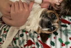 Reunited Male Dog last seen Near NE 54th Street, Ocala, FL 34479