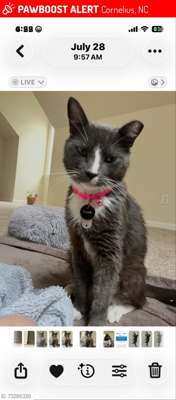Lost Female Cat last seen Near Train Station Drive, Cornelius, NC 28031