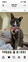 Lost Female Cat last seen Near Train Station Drive, Cornelius, NC 28031