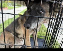 Found/Stray Female Dog last seen Balboa Nordhoff, Los Angeles, CA 91324