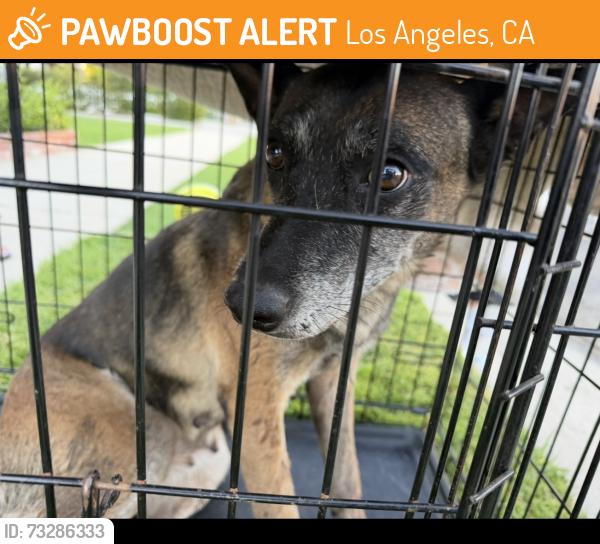 Found/Stray Female Dog last seen Balboa Nordhoff, Los Angeles, CA 91324