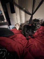 Lost Female Cat last seen Story University North apmts, Charlotte, NC 28262