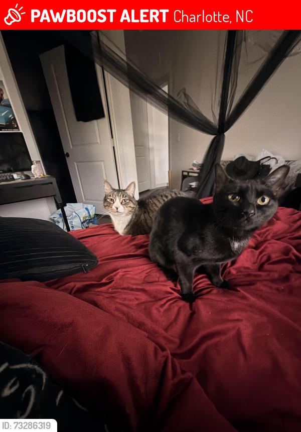 Lost Female Cat last seen Story University North apmts, Charlotte, NC 28262