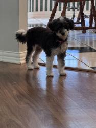 Reunited Female Dog last seen Westgate and Coffey Drive Denton, TX, Denton, TX 76207