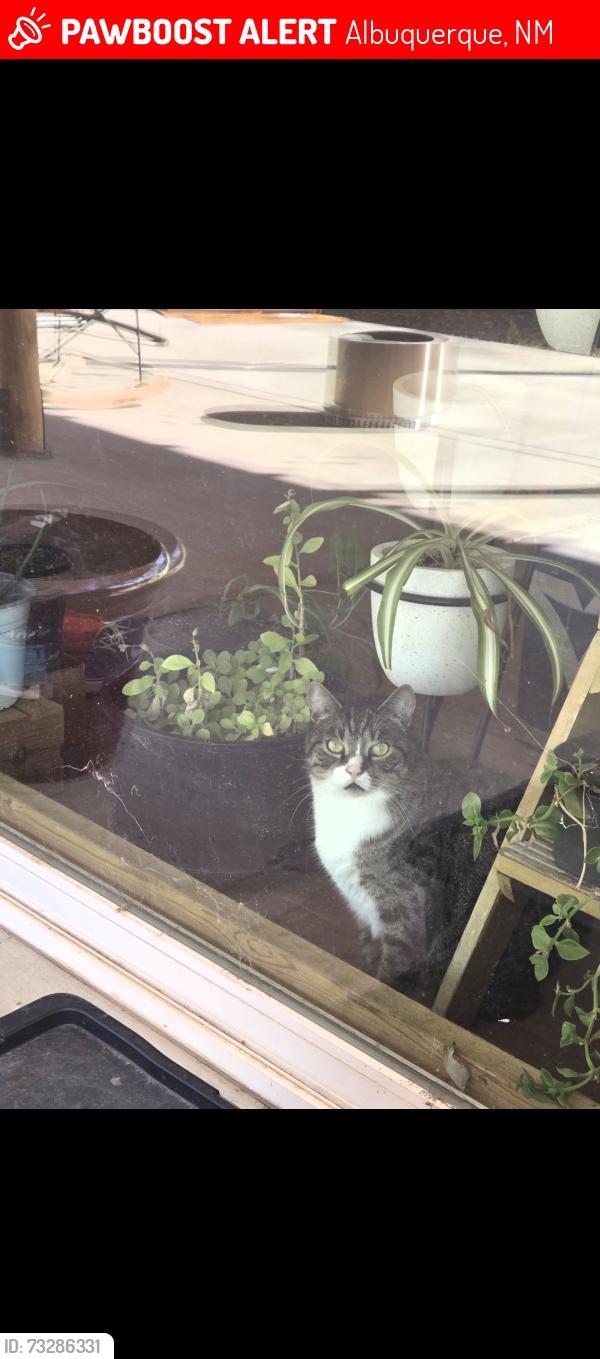 Lost Male Cat last seen Sierra Pl NE & Ridgeley Ave NE, Albuquerque, NM 87108