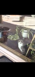 Lost Male Cat last seen Sierra Pl NE & Ridgeley Ave NE, Albuquerque, NM 87108