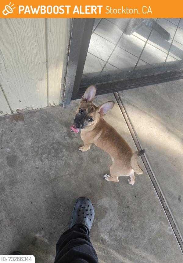 Found/Stray Female Dog last seen Ruakh church, Stockton, CA 95209