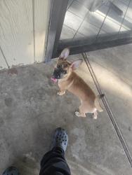 Found/Stray Female Dog last seen Ruakh church, Stockton, CA 95209
