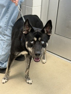 Shelter Stray Male Dog last seen BURLINGTON AC, 221 Stone Quarry Rd, Burlington, NC 27217, USA
