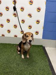 Shelter Stray Male Dog last seen RIVER GLEN BLVD, 19640 Dogpatch Ln, Land O' Lakes, FL 34638, USA