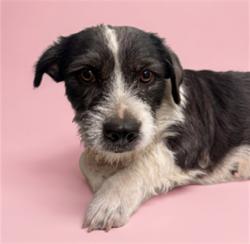 Shelter Stray Female Dog last seen , 1850 W 60th St, Los Angeles, CA 90047, USA