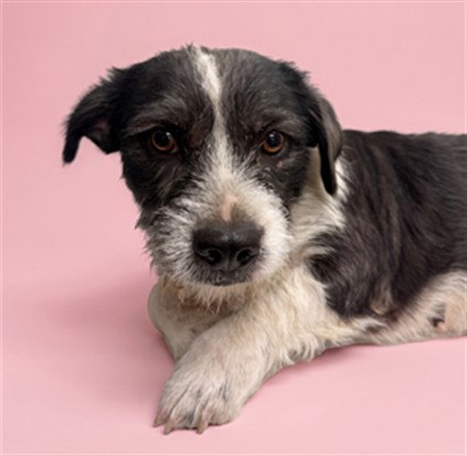 Shelter Stray Female Dog last seen , 1850 W 60th St, Los Angeles, CA 90047, USA