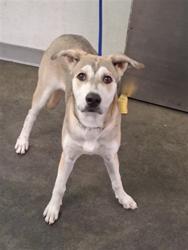 Shelter Stray Female Dog last seen , 1850 W 60th St, Los Angeles, CA 90047, USA