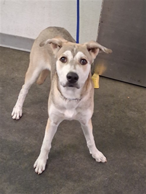 Shelter Stray Female Dog last seen , 1850 W 60th St, Los Angeles, CA 90047, USA