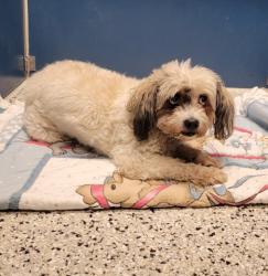 Shelter Stray Female Dog last seen Near BLOCK ATWATER ST, DETROIT MI 48207, 7401 Chrysler Dr, Detroit, MI 48211, USA