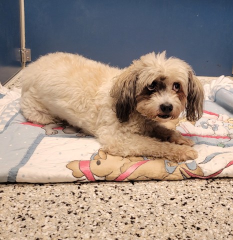 Shelter Stray Female Dog last seen Near BLOCK ATWATER ST, DETROIT MI 48207, 7401 Chrysler Dr, Detroit, MI 48211, USA