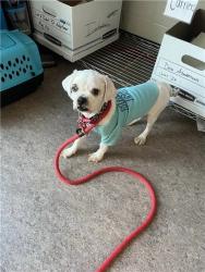 Shelter Stray Male Dog last seen , 1705 S Hanley Rd, Brentwood, MO 63144, USA