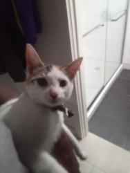 Lost Female Cat last seen Ocean Blvd, Long Beach, CA 90832