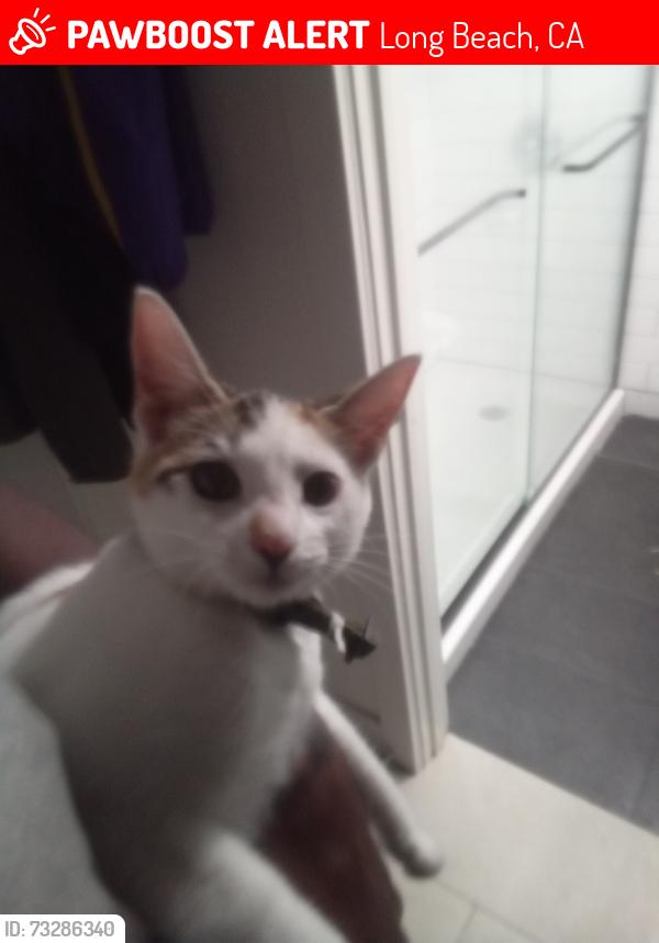 Lost Female Cat last seen Ocean Blvd, Long Beach, CA 90832