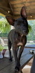 Found/Stray Female Dog last seen Crews Rd, Carrollton, GA 30116