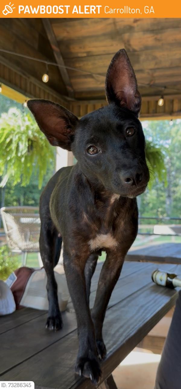 Found/Stray Female Dog last seen Crews Rd, Carrollton, GA 30116