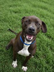 Shelter Stray Male Dog last seen , 3201 Lacy St, Los Angeles, CA 90031, USA