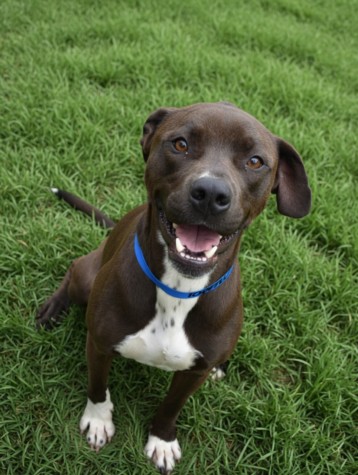 Shelter Stray Male Dog last seen , 3201 Lacy St, Los Angeles, CA 90031, USA