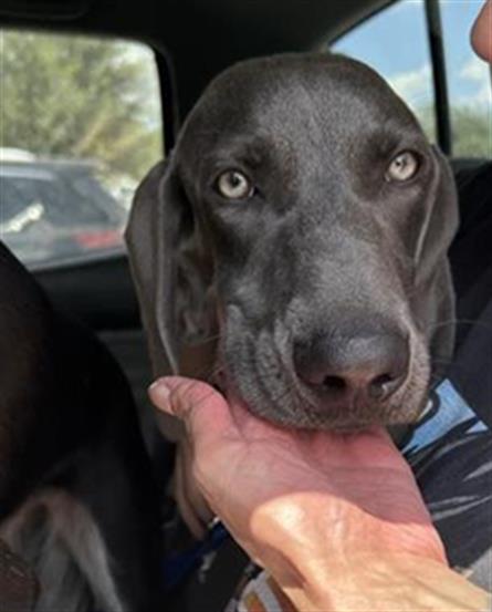 Shelter Stray Female Dog last seen , 4710 TX-151, San Antonio, TX 78227, USA