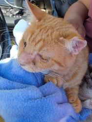 Shelter Stray Male Cat last seen BLANCO RD & LA MANDA, 4710 TX-151, San Antonio, TX 78227, USA
