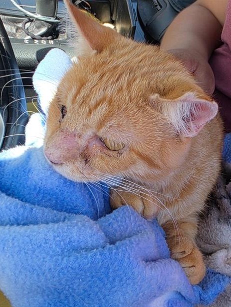 Shelter Stray Male Cat last seen BLANCO RD & LA MANDA, 4710 TX-151, San Antonio, TX 78227, USA