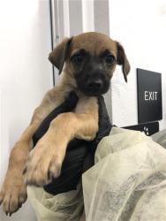 Shelter Stray Male Dog last seen Near BLOCK E CAMPUS POINTE DR, FRESNO CA 93710 7526, 5277 E Airways Blvd, Fresno, CA 93727, USA