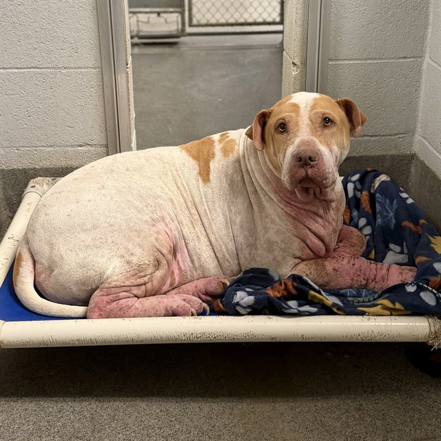 Shelter Stray Male Dog last seen TRIANA BLVD, 4950 SW Triana Blvd, Huntsville, AL 35805, USA
