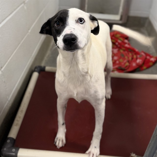 Shelter Stray Female Dog last seen Near BLOCK EUCLID, 4950 SW Triana Blvd, Huntsville, AL 35805, USA