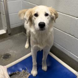 Shelter Stray Male Dog last seen MCCULLOUGH AVE NE, 4950 SW Triana Blvd, Huntsville, AL 35805, USA