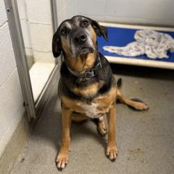 Shelter Stray Male Dog last seen Near BLOCK BRAHAN AVE, 4950 SW Triana Blvd, Huntsville, AL 35805, USA